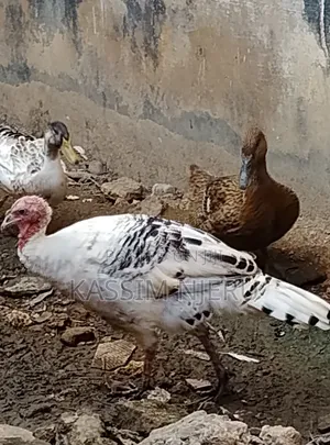 Mature Turkeys on Sell
