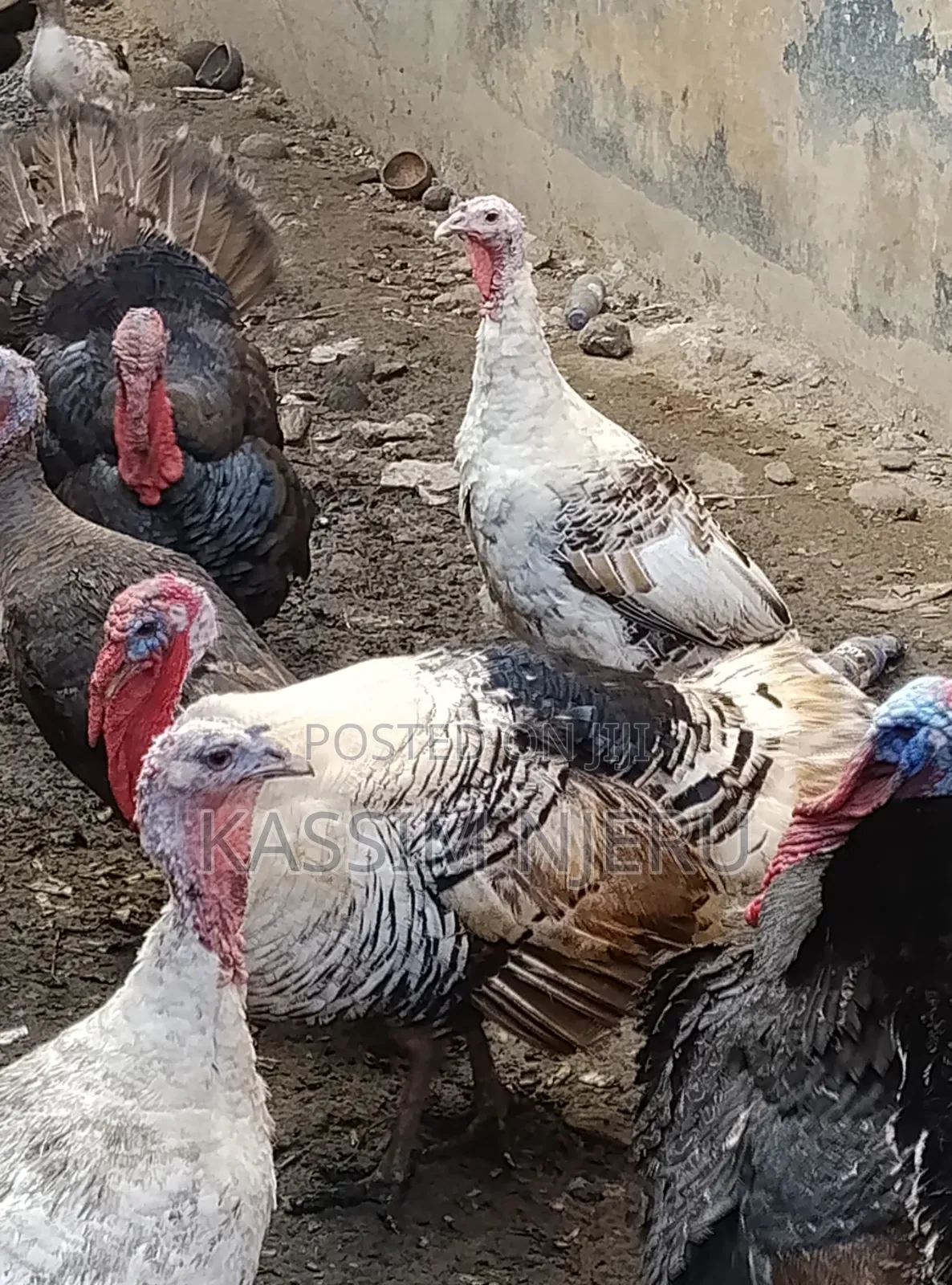 Mature Turkeys on Sell