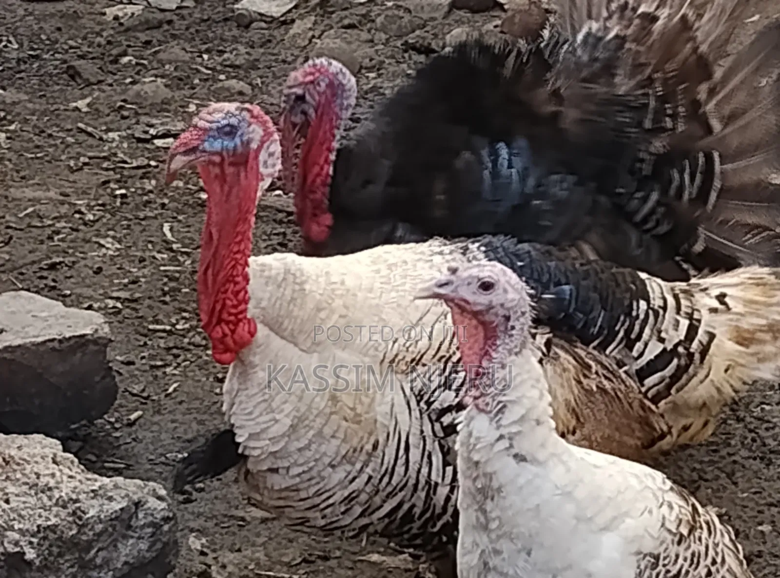 Mature Turkeys on Sell