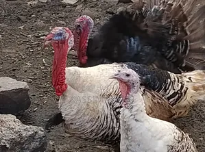 Mature Turkeys on Sell