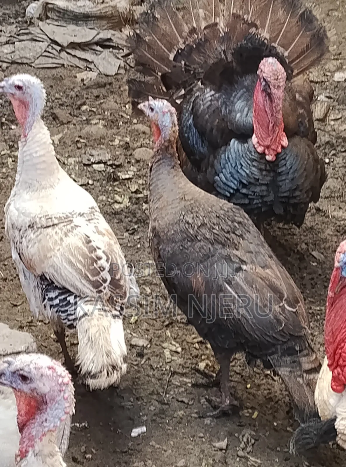 Mature Turkeys on Sell