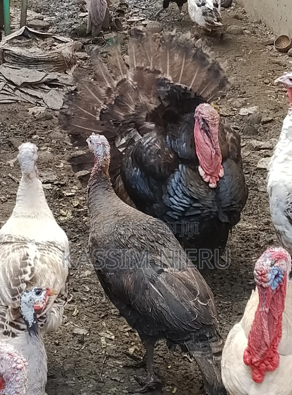 Mature Turkeys on Sell