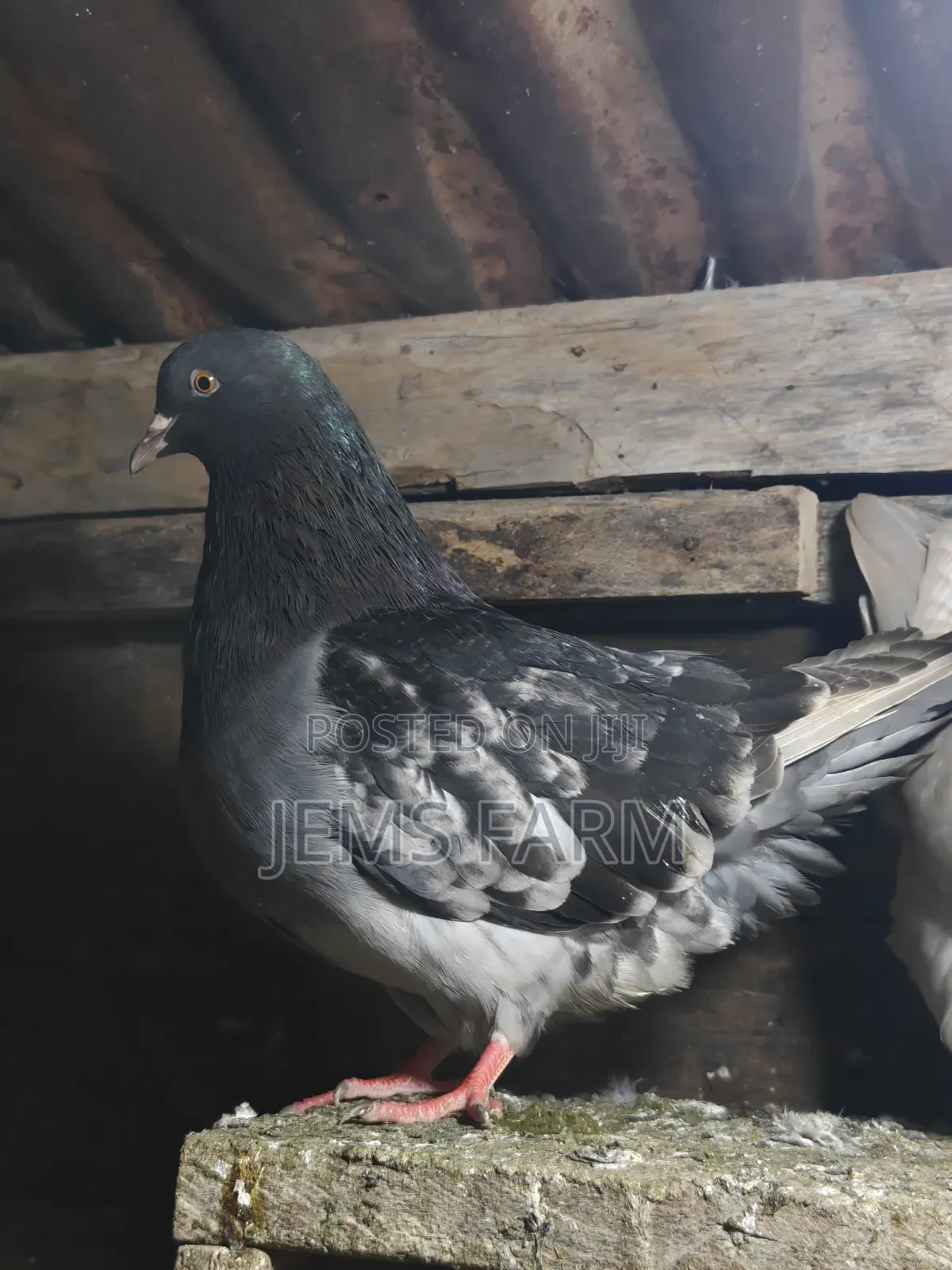 Mature French Mondane Pigeons Breeding Pair