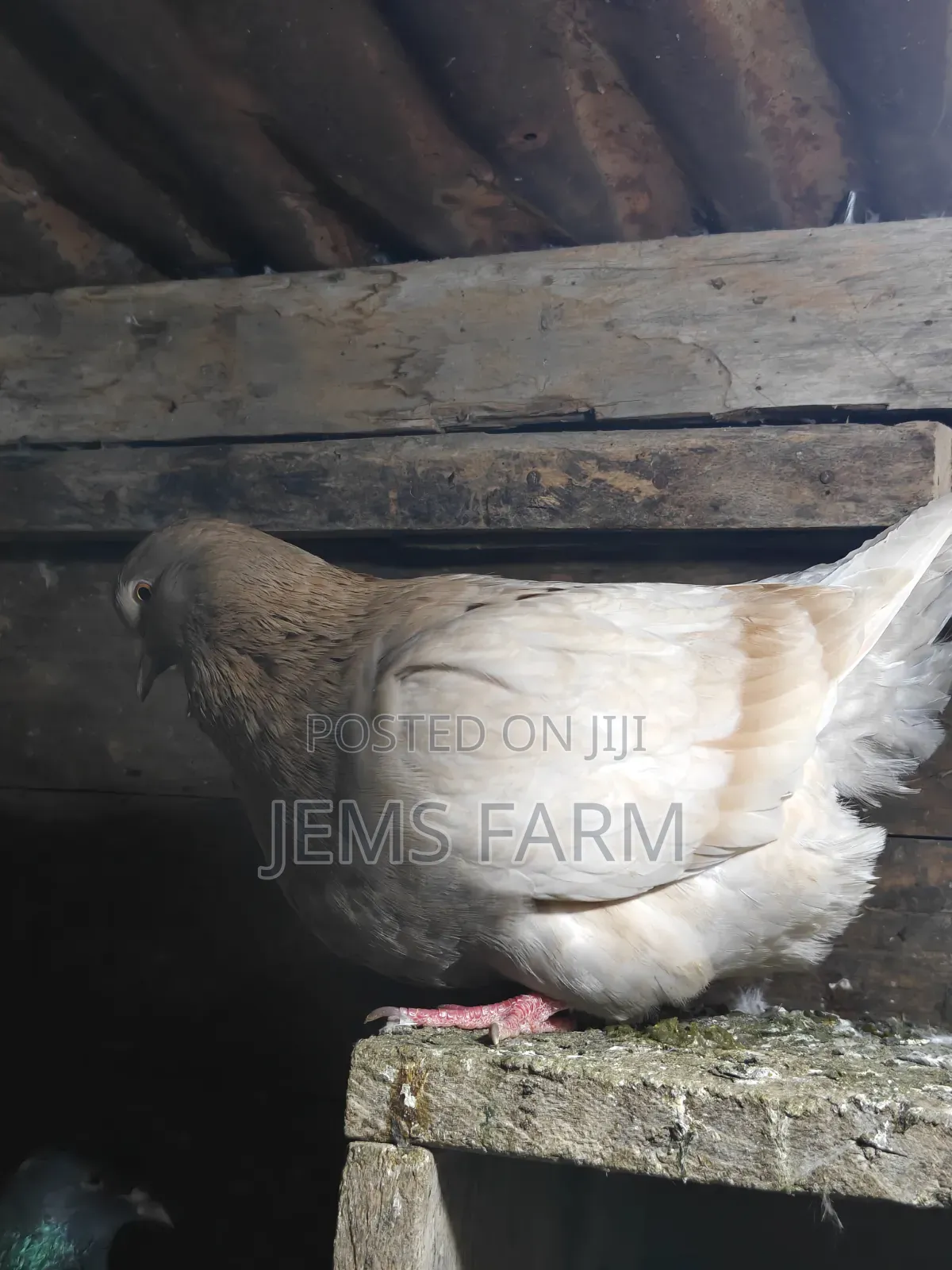 Mature French Mondane Pigeons Breeding Pair