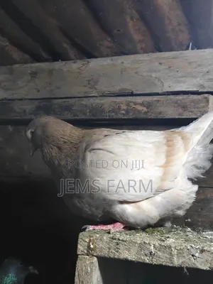 Mature French Mondane Pigeons Breeding Pair
