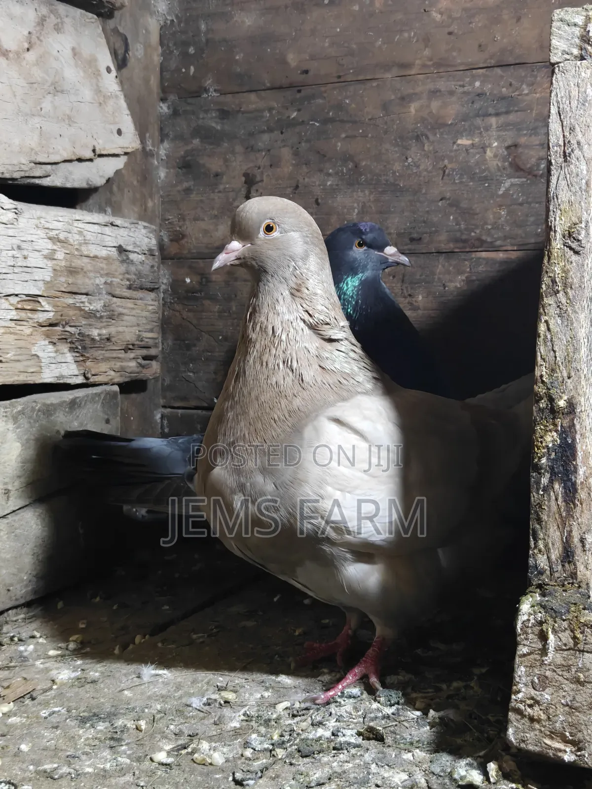 Mature French Mondane Pigeons Breeding Pair