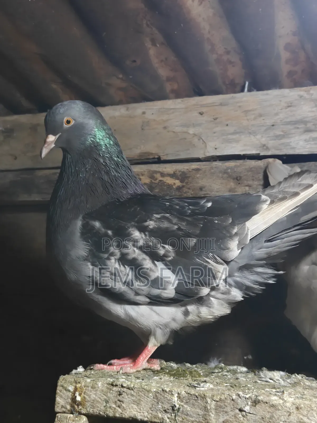 Mature French Mondane Pigeons Breeding Pair