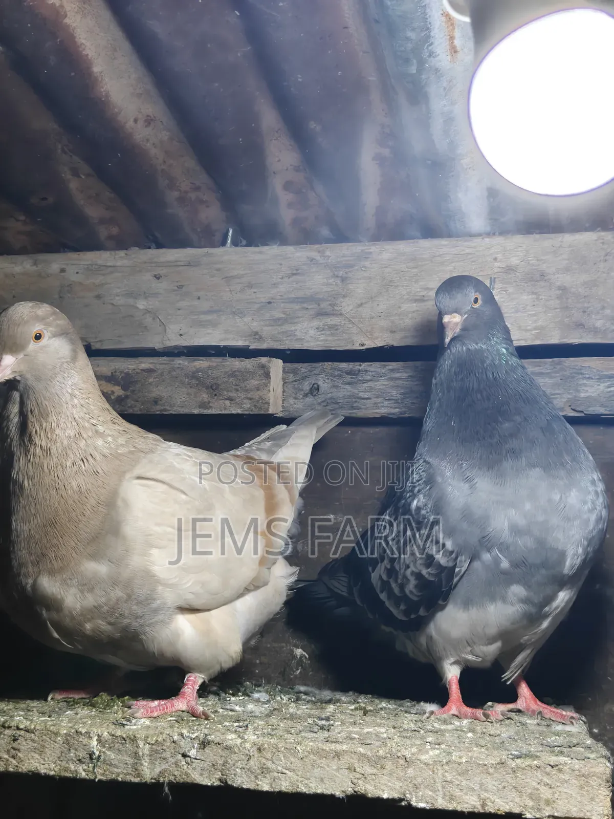 Mature French Mondane Pigeons Breeding Pair
