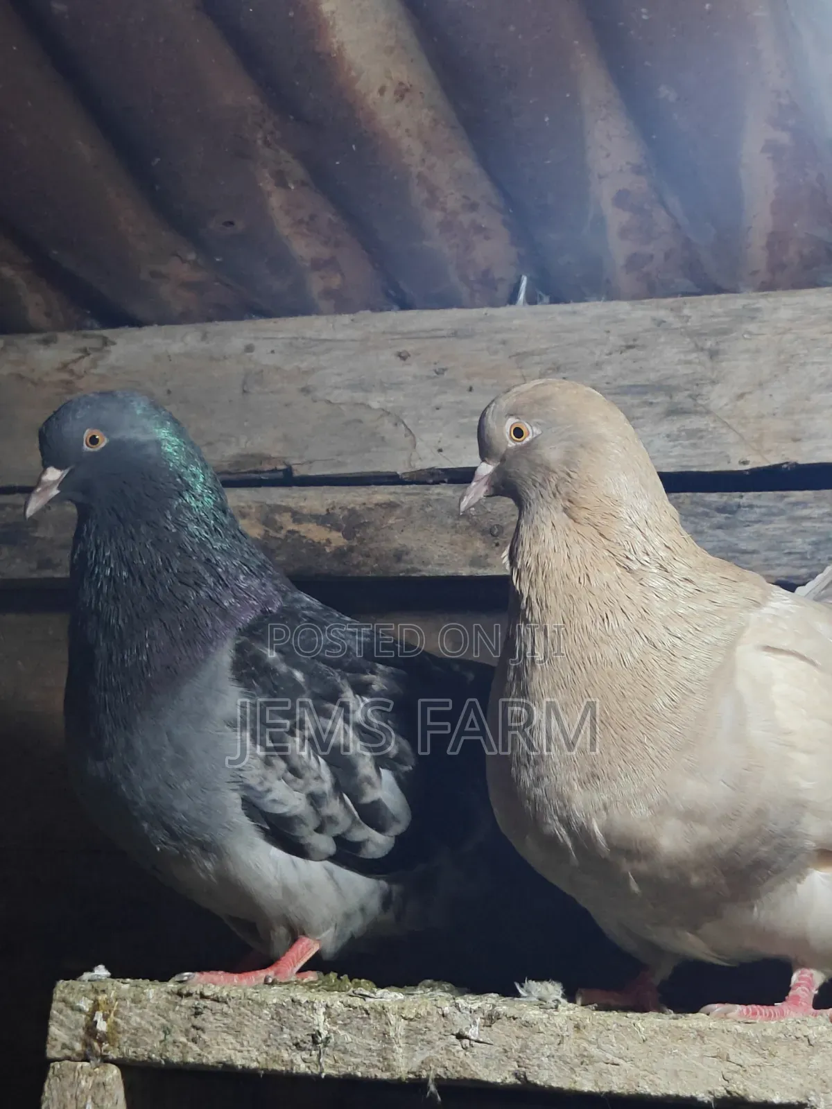 Mature French Mondane Pigeons Breeding Pair