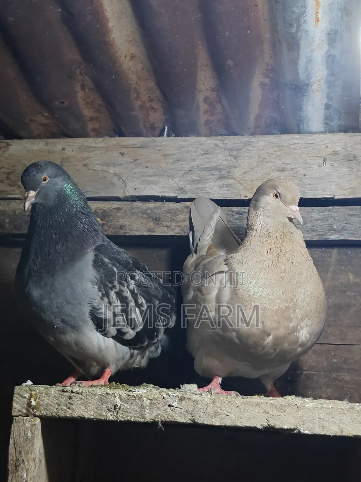 Mature French Mondane Pigeons Breeding Pair