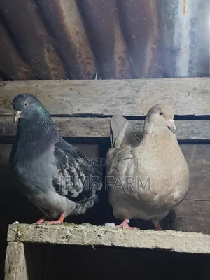 Mature French Mondane Pigeons Breeding Pair
