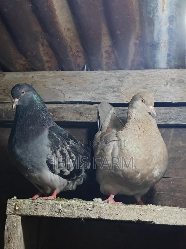 Mature French Mondane Pigeons Breeding Pair