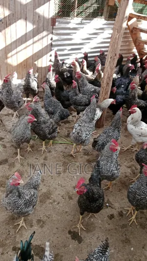 Kienyeji Chicken