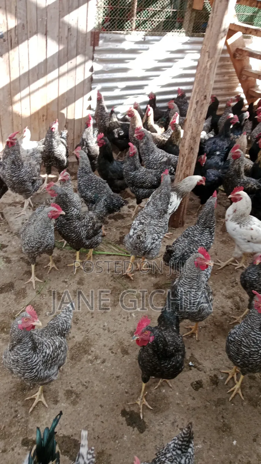 Kienyeji Chicken