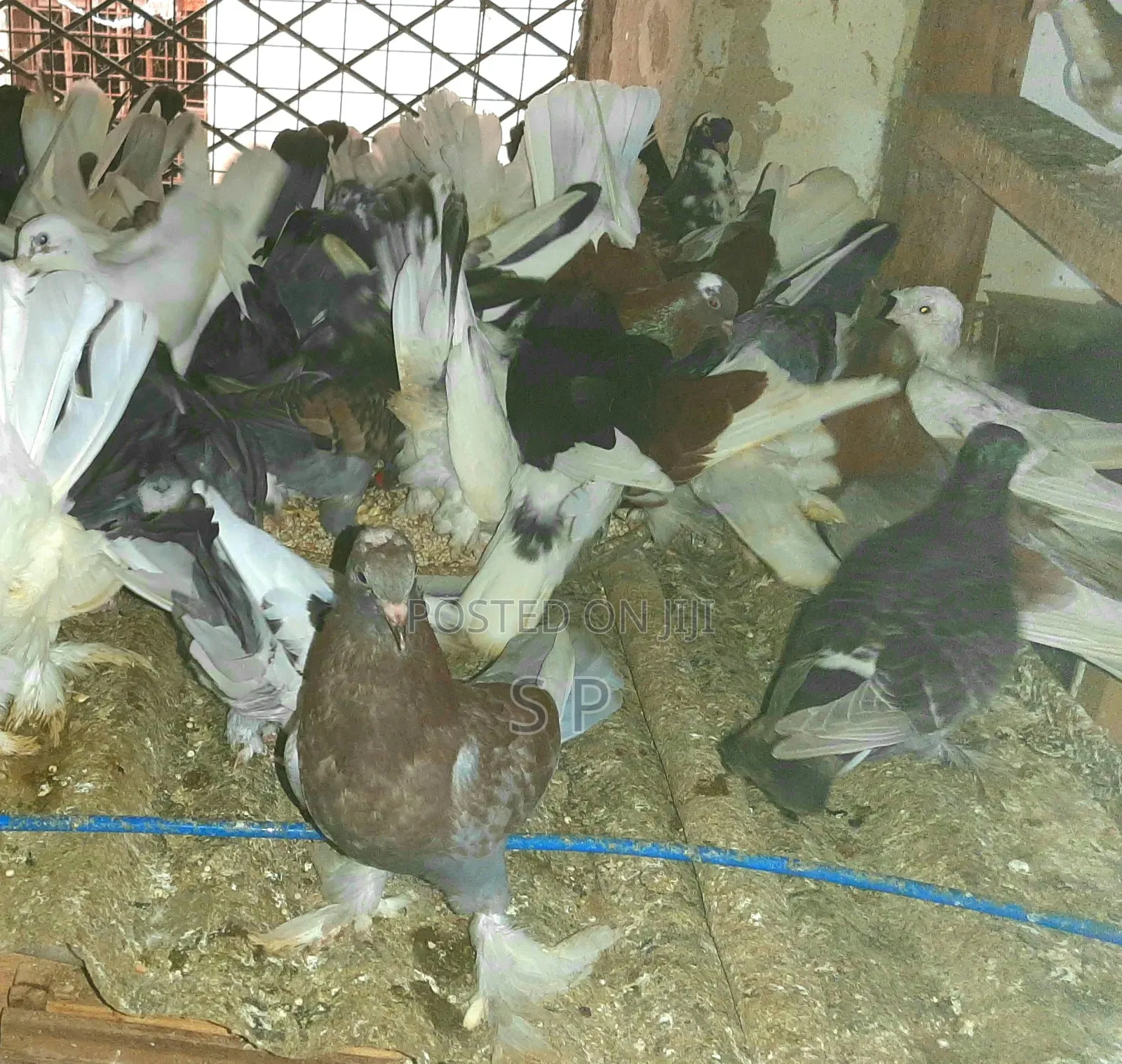 Local Pigeons