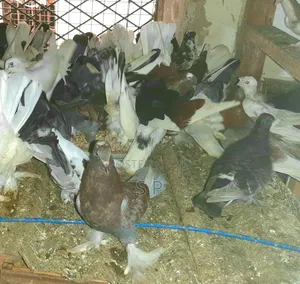 Local Pigeons
