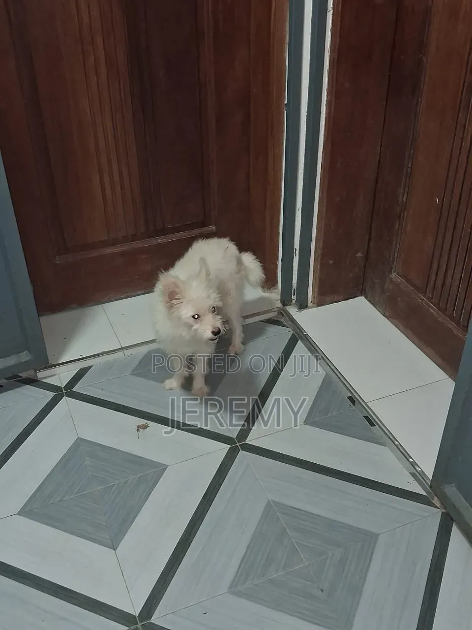 1+ year Male Mixed Breed Chihuahua
