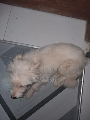 1+ year Male Mixed Breed Chihuahua