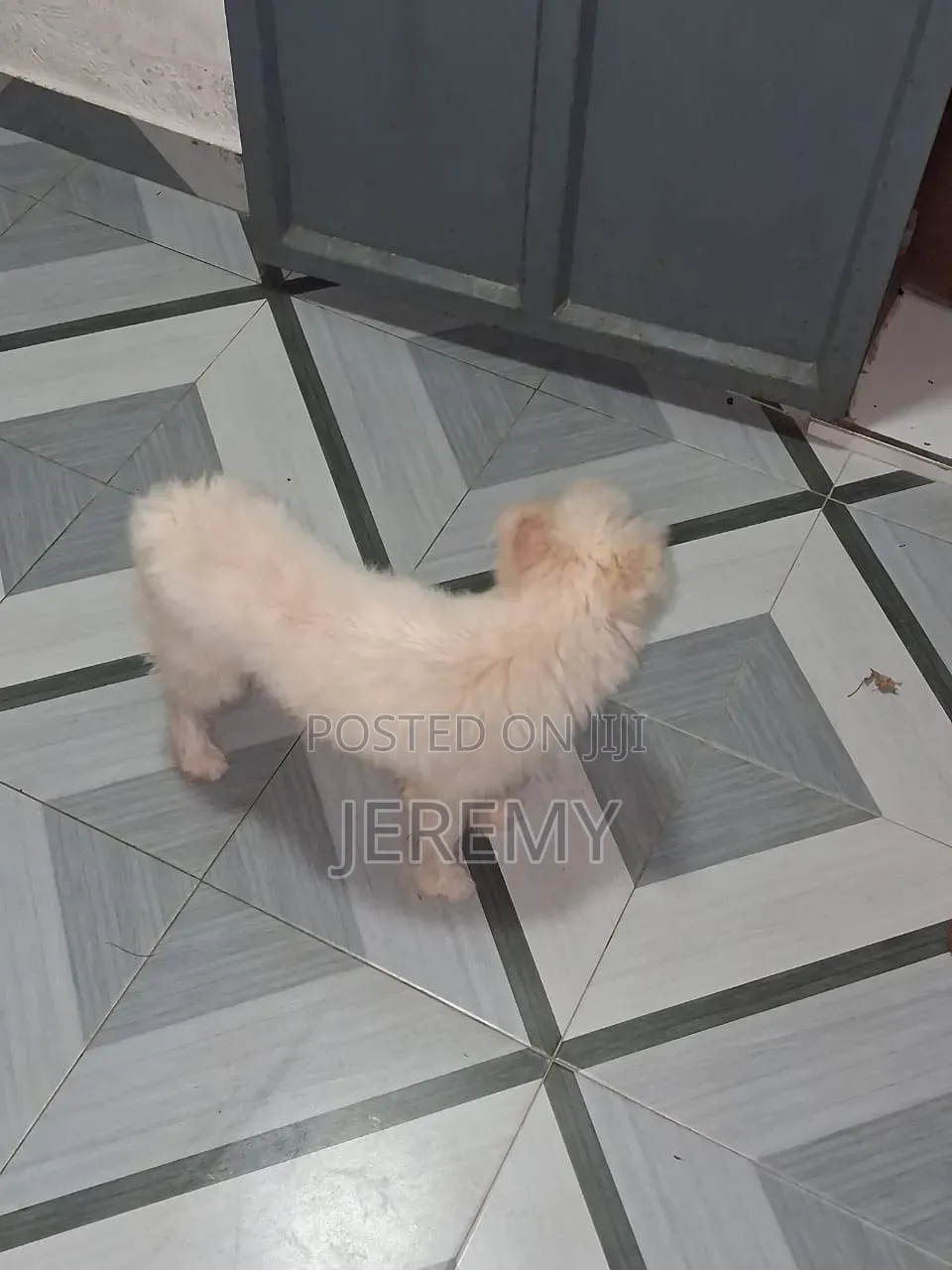 1+ year Male Mixed Breed Chihuahua