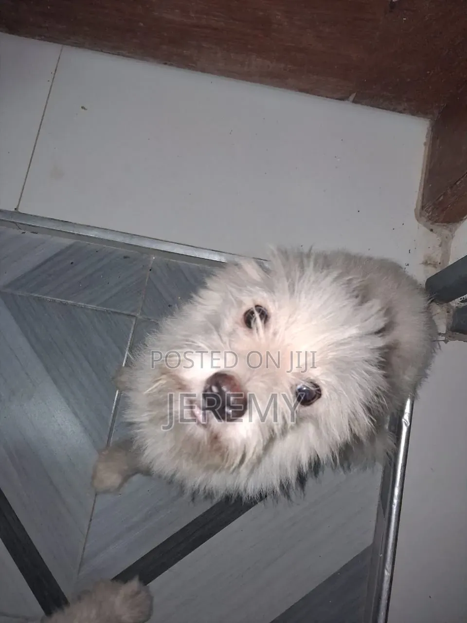 1+ year Male Mixed Breed Chihuahua