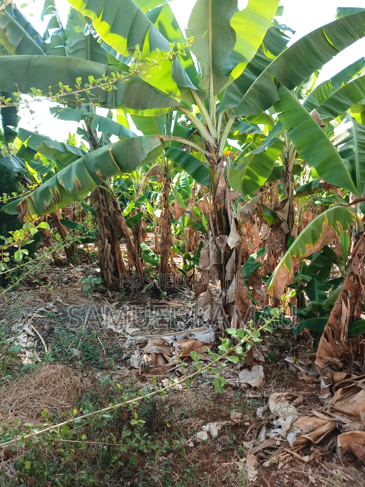 Thika, Maguguni, 1/4 Acre, 2nd Row From Tarmac