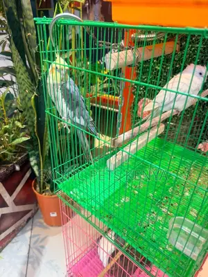 Cockatiels
