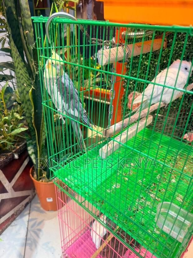 Cockatiels