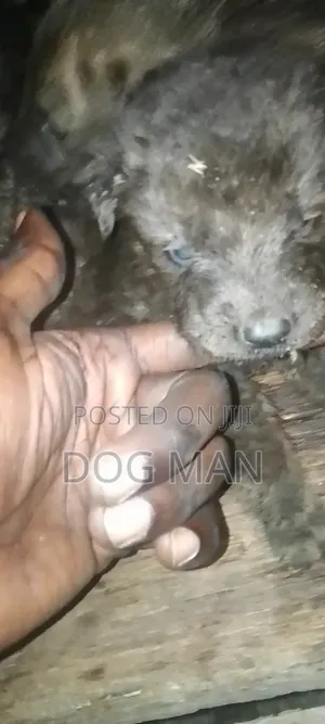1-3 months Female Mixed Breed German Shepherd