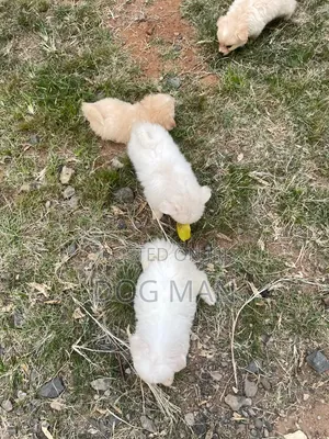 3-6 months Female Purebred Maltese