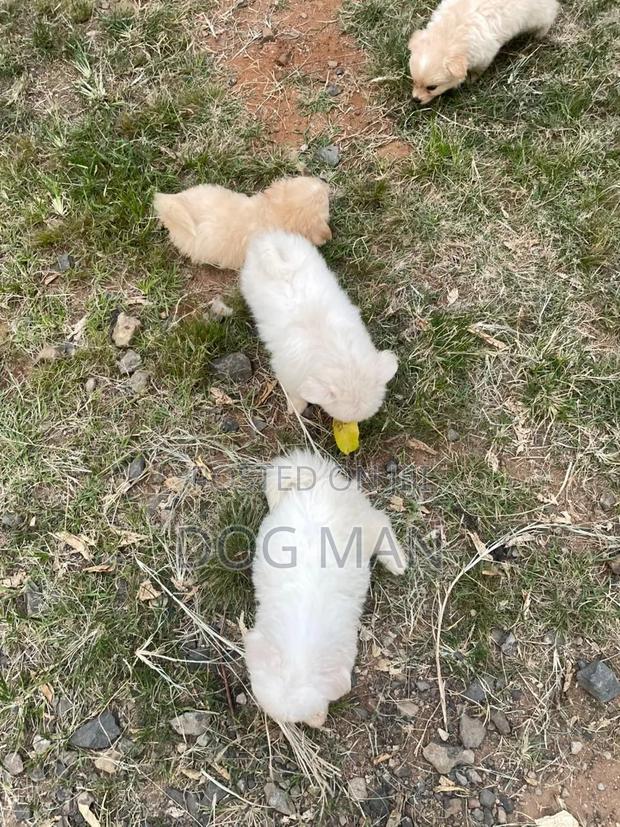 3-6 months Female Purebred Maltese