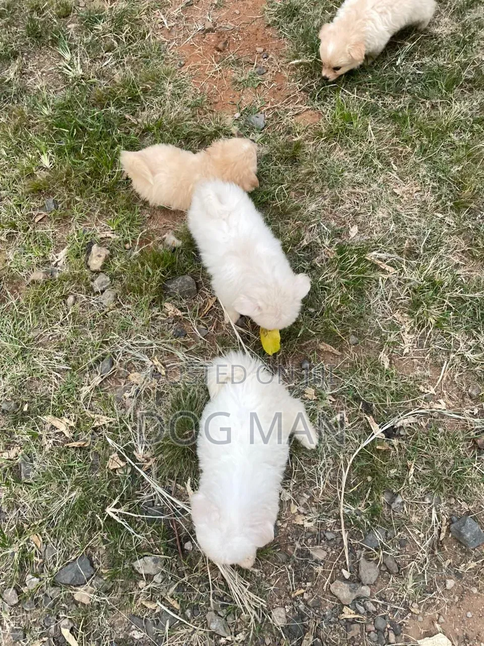 3-6 months Female Purebred Maltese