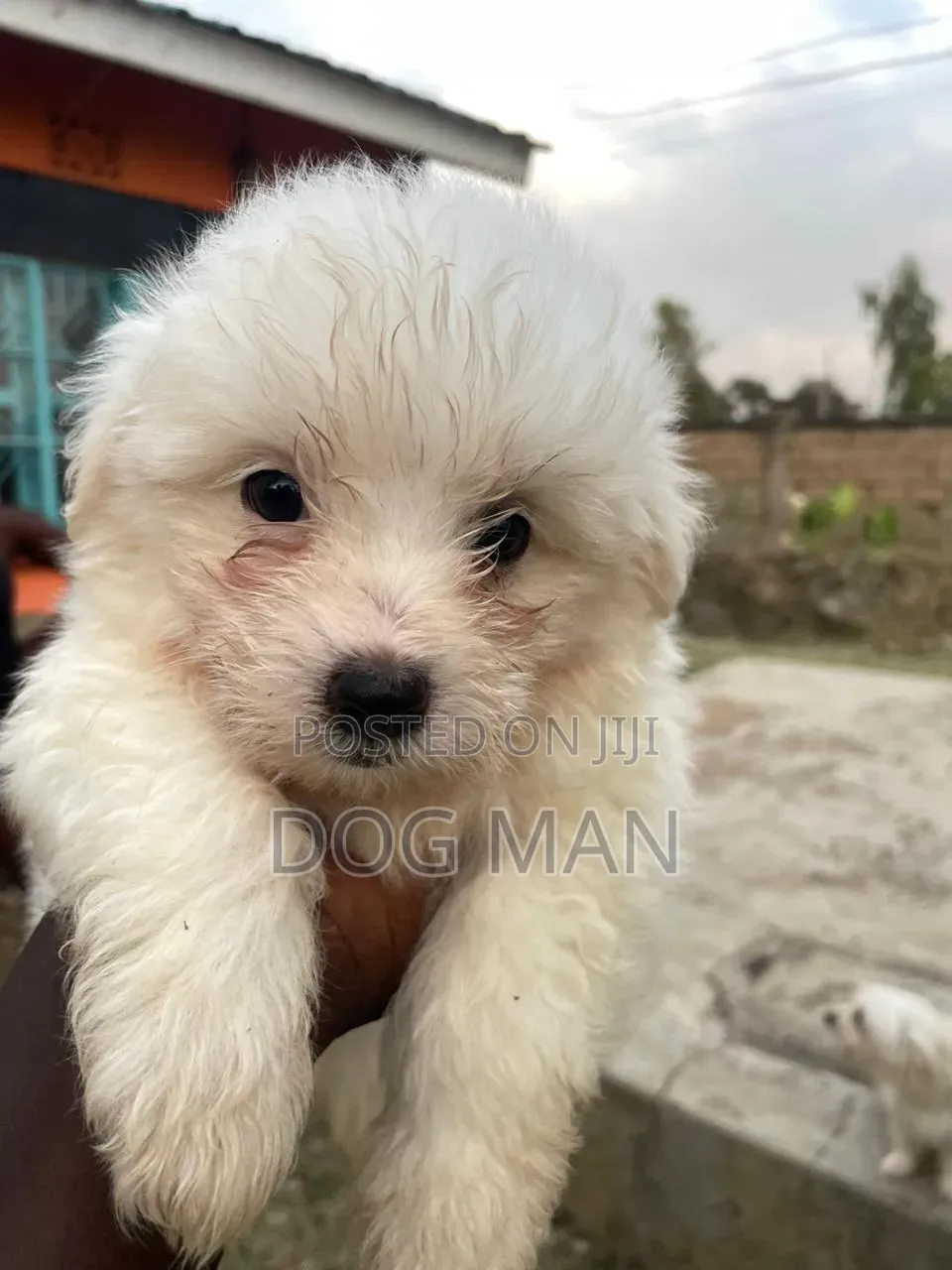 3-6 months Female Purebred Maltese