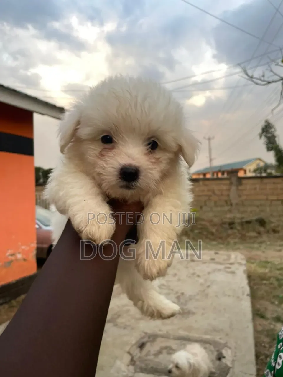 3-6 months Female Purebred Maltese