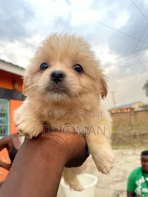 3-6 months Female Purebred Maltese