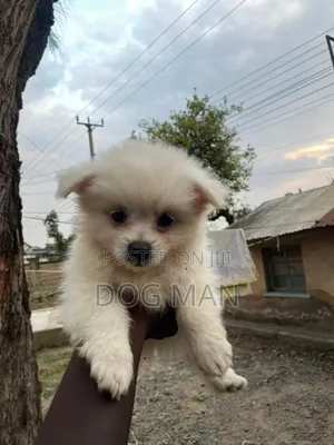 3-6 months Female Purebred Maltese