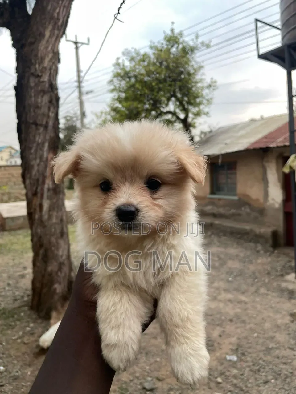 3-6 months Female Purebred Maltese