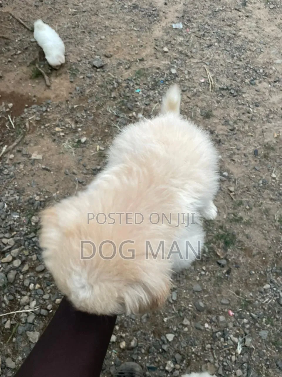 3-6 months Female Purebred Maltese