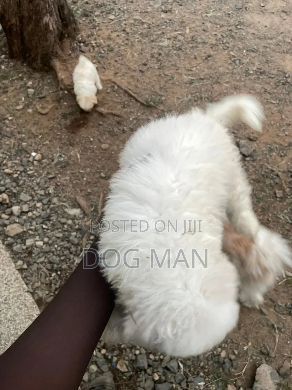 3-6 months Female Purebred Maltese