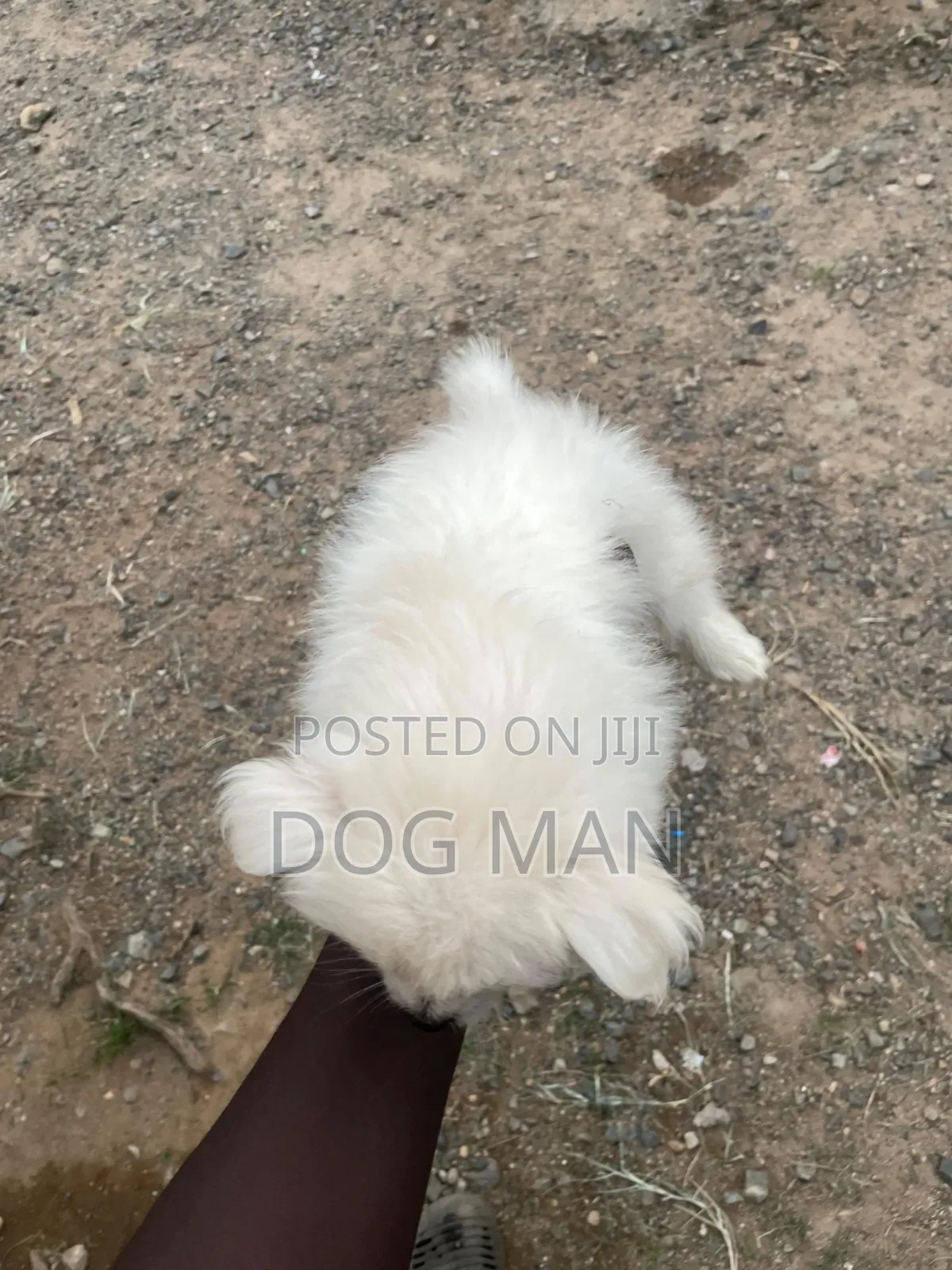 3-6 months Female Purebred Maltese