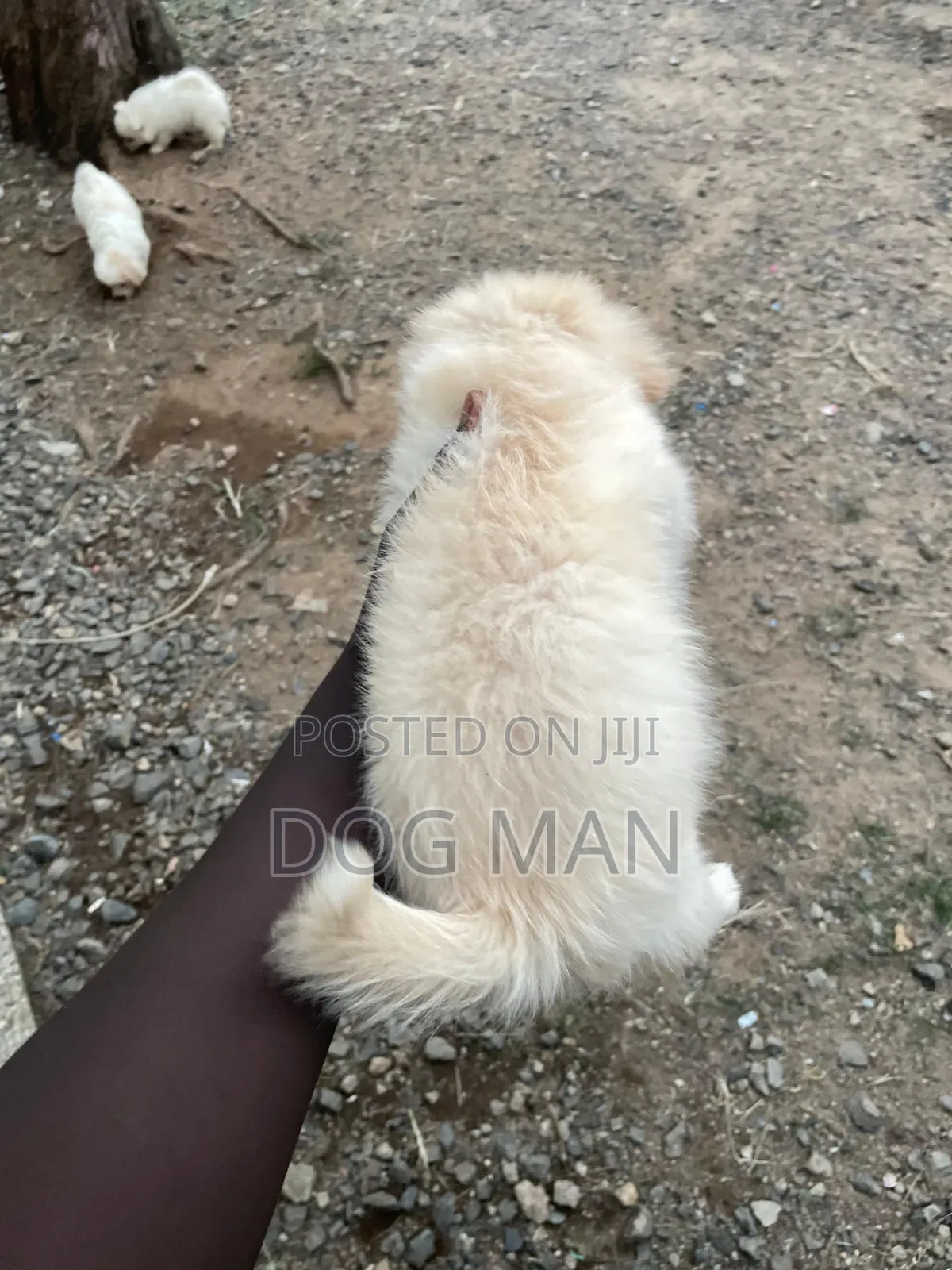 3-6 months Female Purebred Maltese
