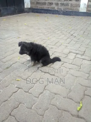 3-6 months Female Purebred German Shepherd