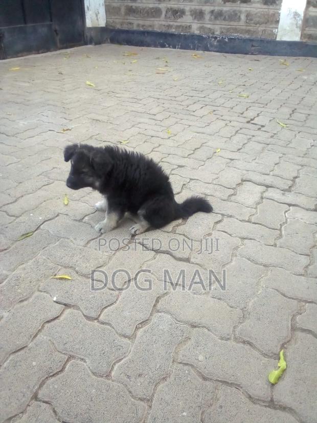 3-6 months Female Purebred German Shepherd - thumbnail 4