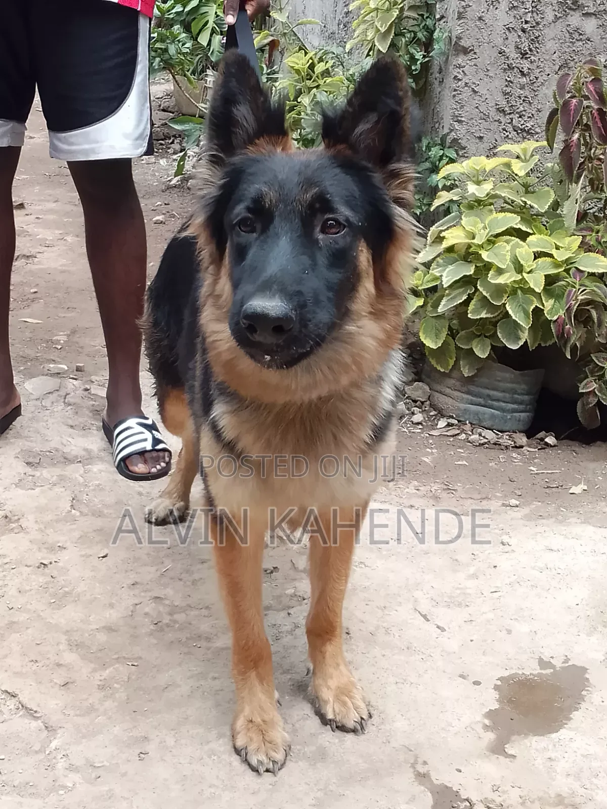 1-3 months Female Purebred German Shepherd