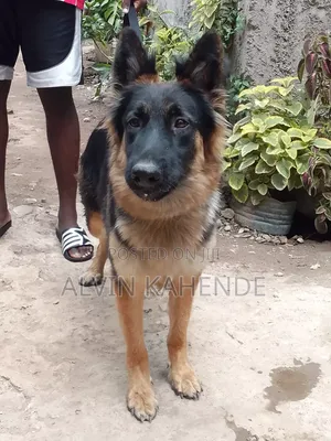 1-3 months Female Purebred German Shepherd