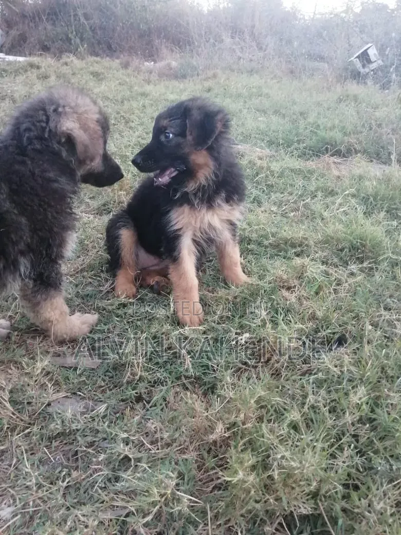 1-3 months Female Purebred German Shepherd