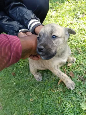 1-3 months Female Mixed Breed Boerboel