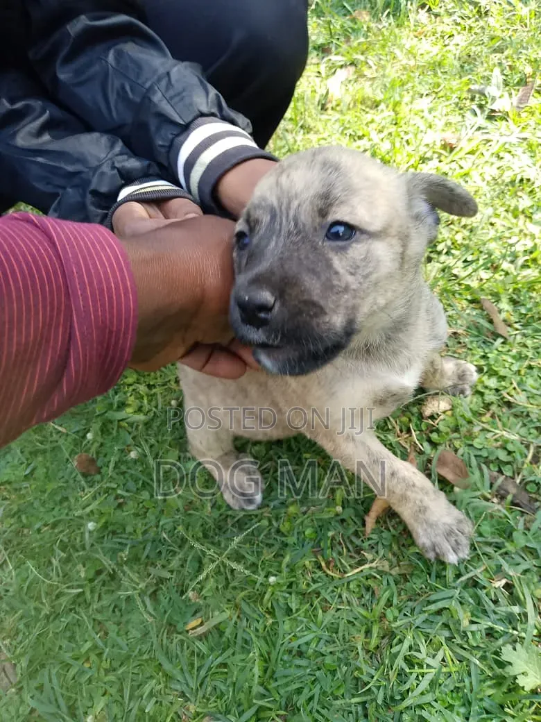 1-3 months Female Mixed Breed Boerboel
