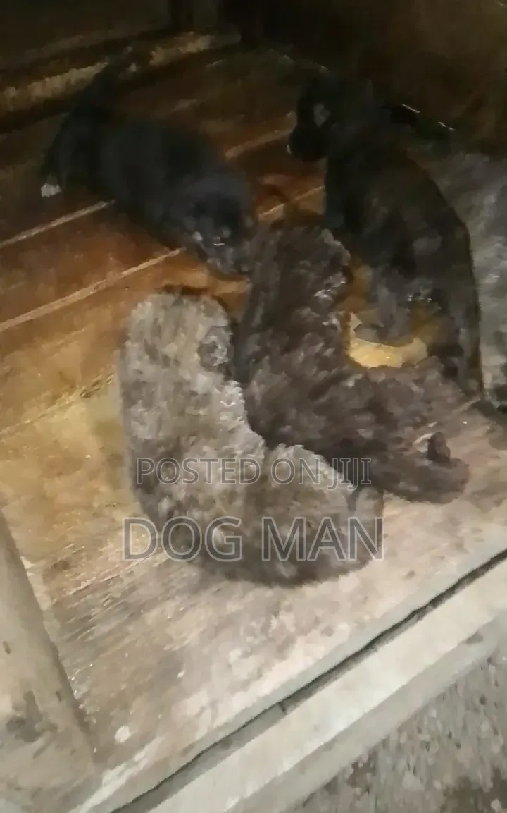 1-3 months Female Mixed Breed German Shepherd