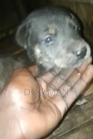 1-3 months Female Mixed Breed German Shepherd
