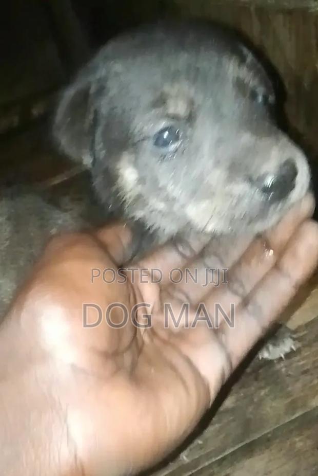 1-3 months Female Mixed Breed German Shepherd - thumbnail 2